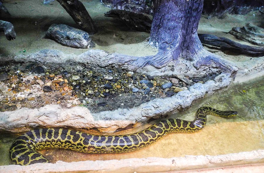Green anaconda at Bangkok's Dusit Zoo