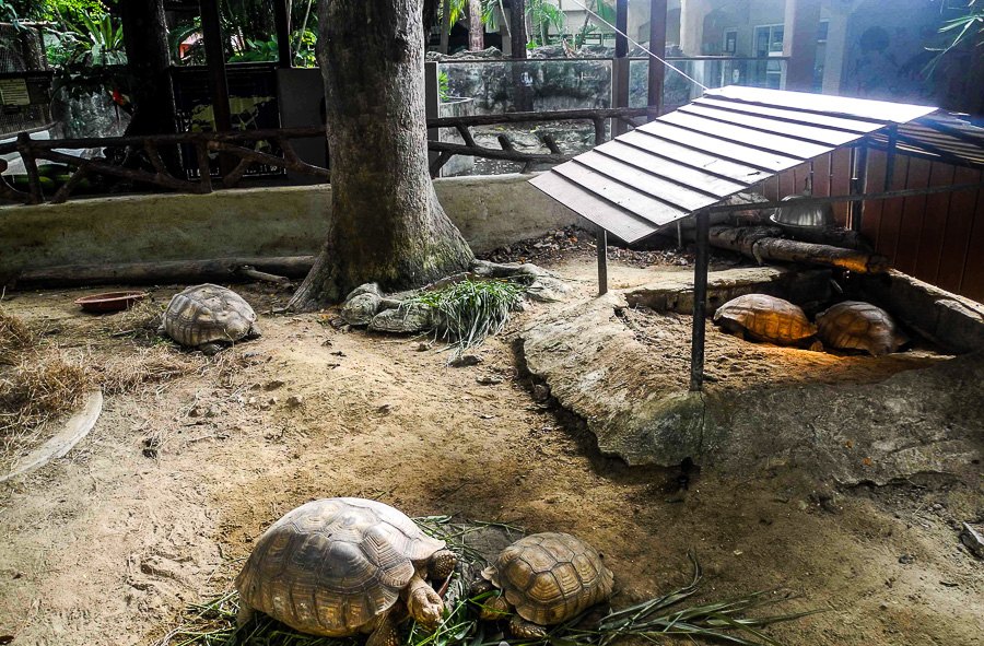 Turtles at Bangkok's Dusit Zoo