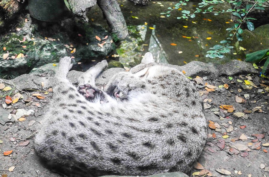 Fishing cat at Bangkok's Dusit Zoo