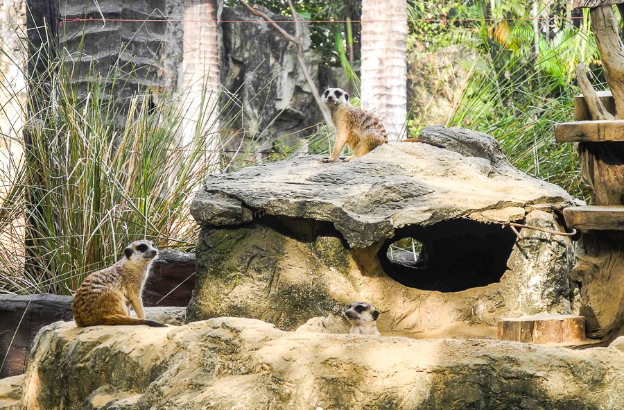 Meerkats at Bangkok's Dusit Zoo