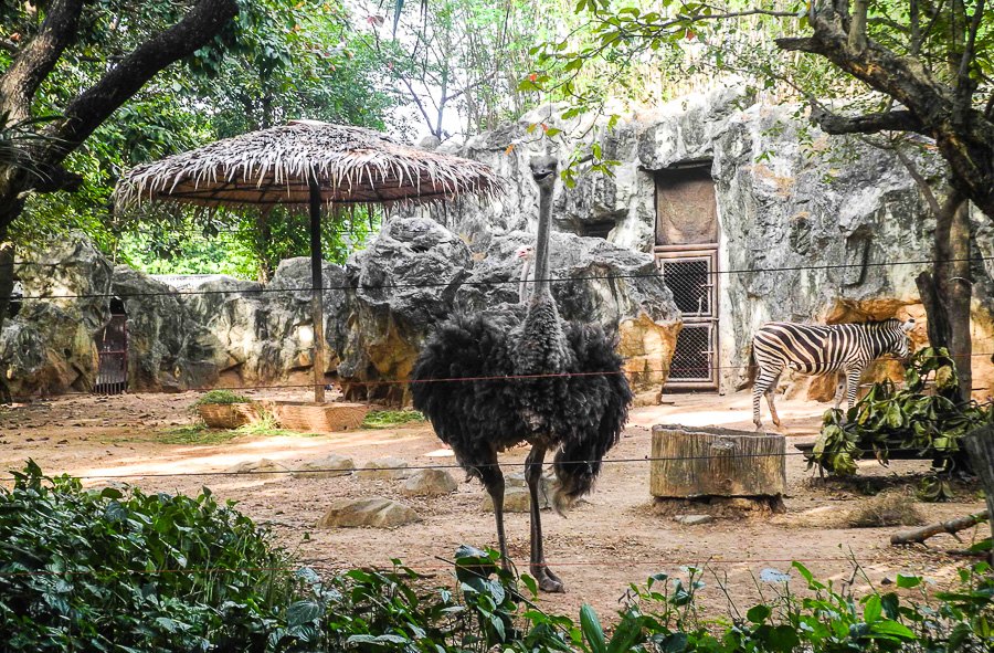 Ostrich at Bangkok's Dusit Zoo