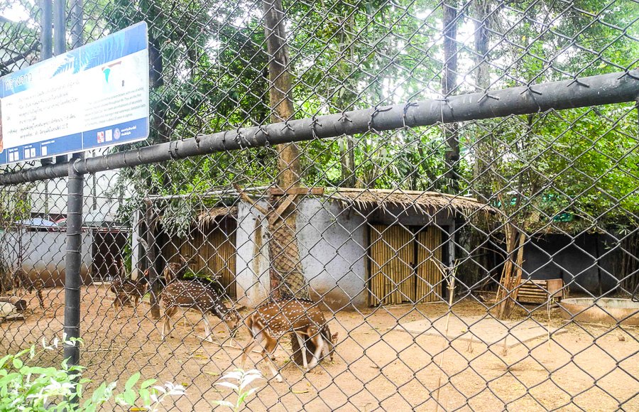 Deer at Bangkok's Dusit Zoo