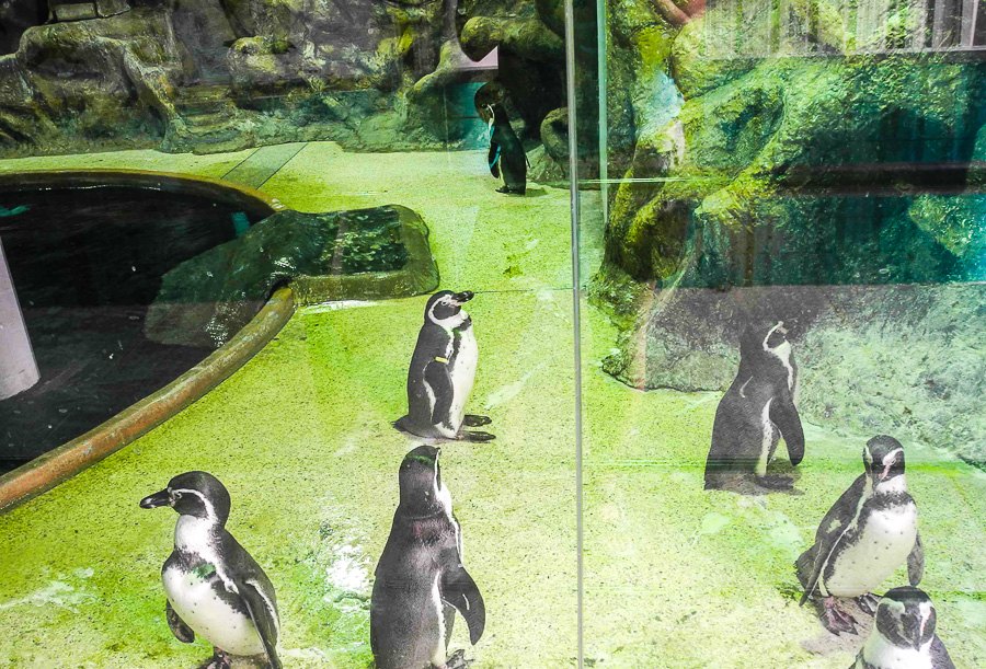 Penguins at Bangkok's Dusit Zoo