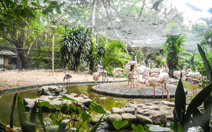 Pink flamingos at Bangkok's Dusit Zoo