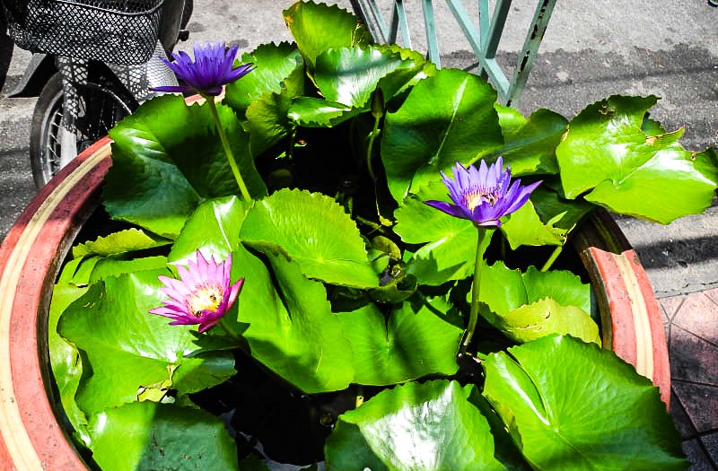 A lotus in bloom in Bangkok