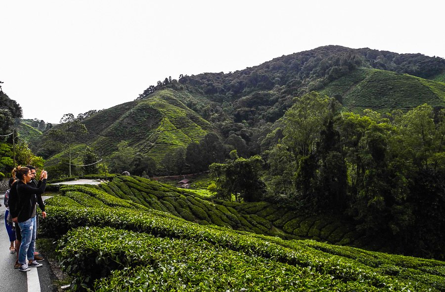 Tea plantations in Malaysia, Cameron Highlands