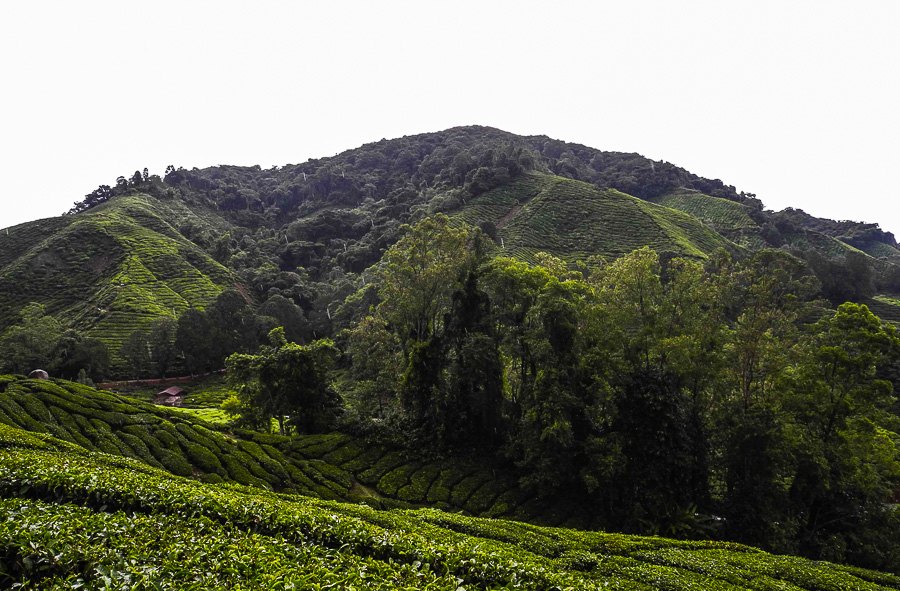 Tea plantations in Malaysia, Cameron Highlands