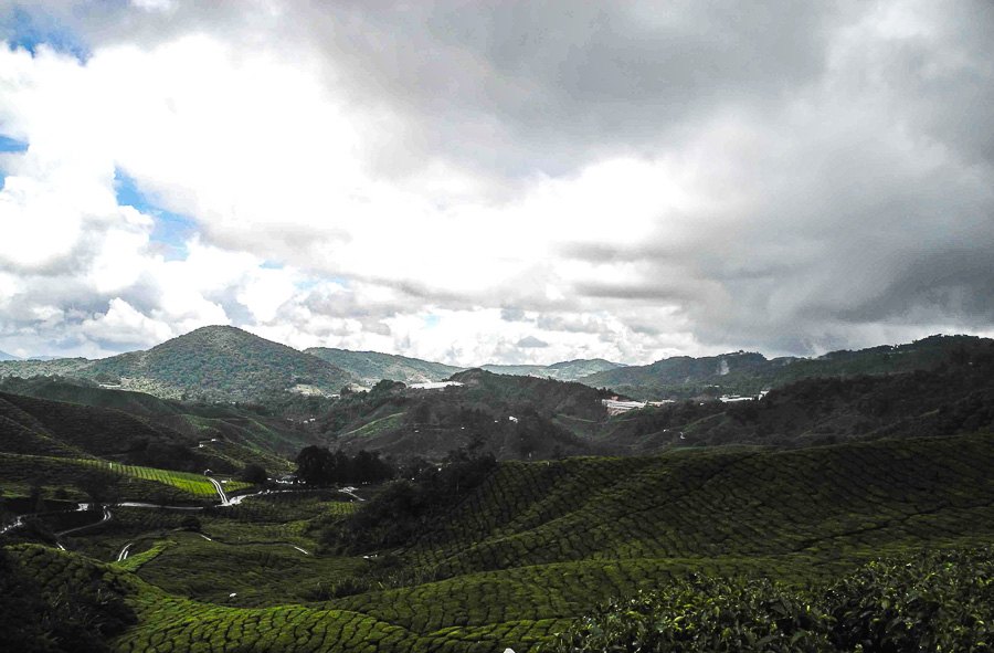 Tea plantations in Malaysia, Cameron Highlands