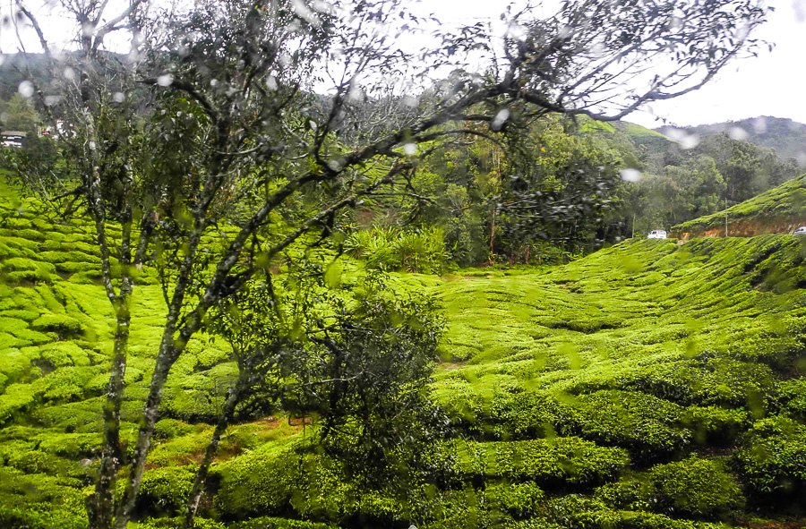 Tea plantations in Malaysia, Cameron Highlands