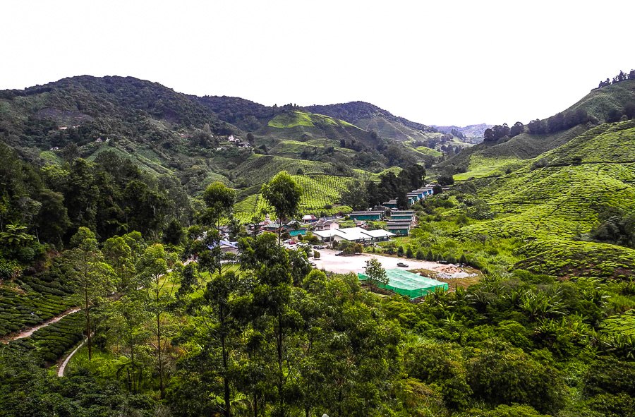 Tea plantations in Malaysia, Cameron Highlands