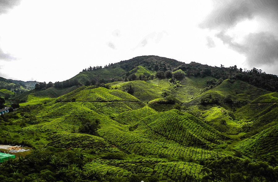 Tea plantations in Malaysia, Cameron Highlands