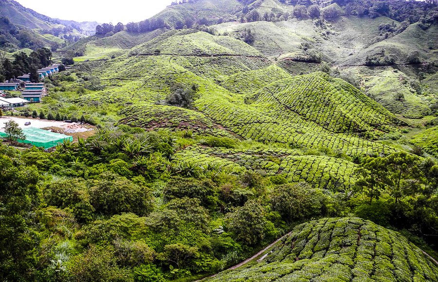 Tea plantations in Malaysia, Cameron Highlands