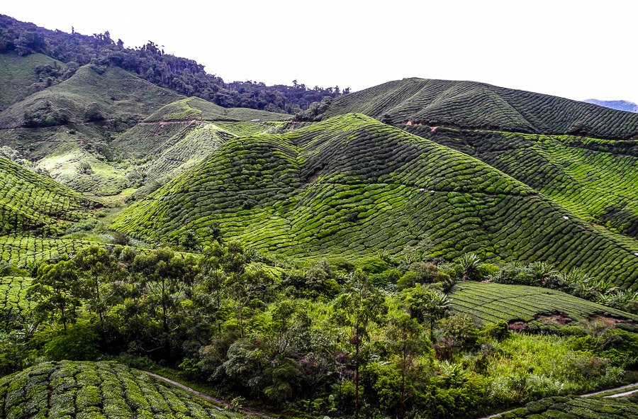 Tea plantations in Malaysia, Cameron Highlands