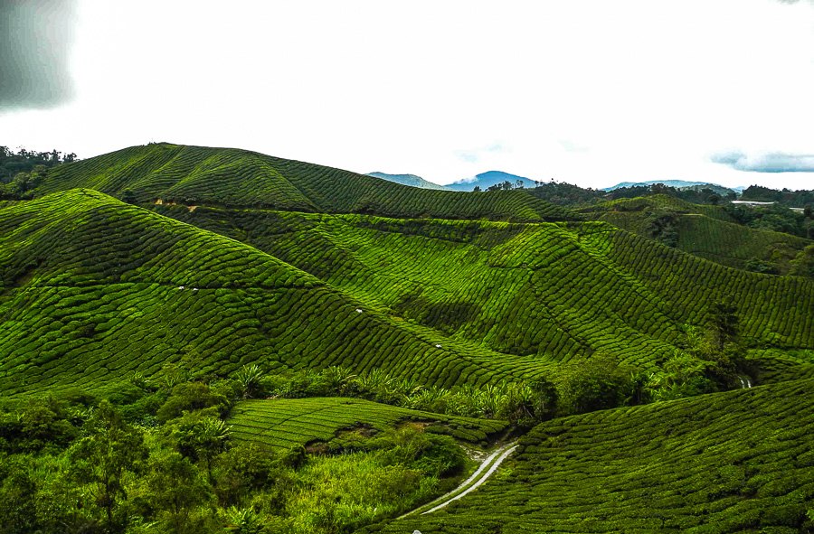 Tea plantations in Malaysia, Cameron Highlands