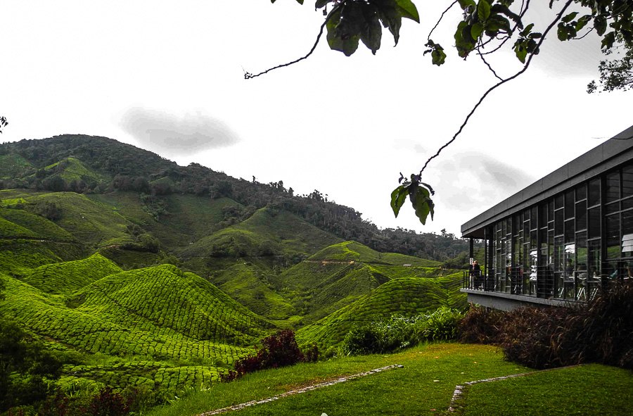 Tea plantations in Malaysia, Cameron Highlands