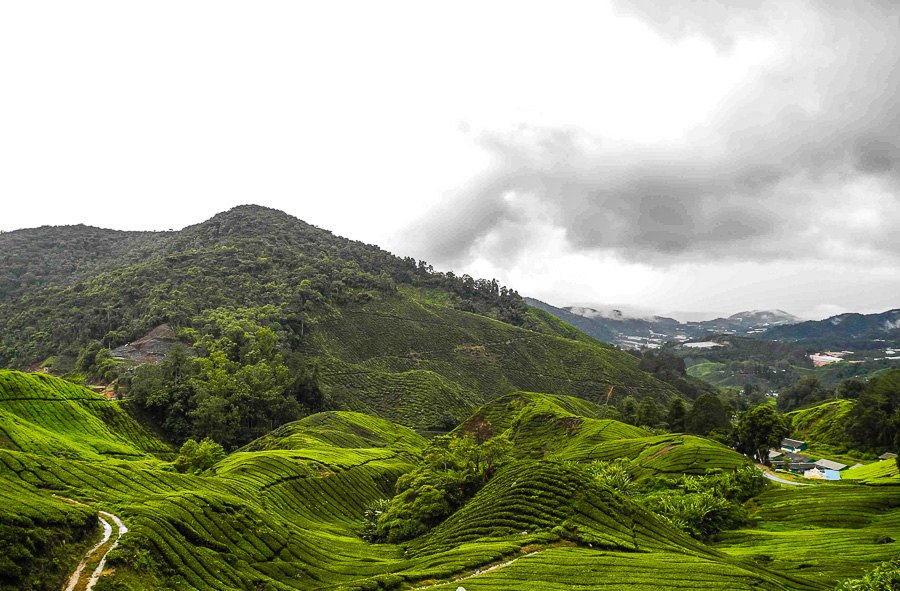 Tea plantations in Malaysia, Cameron Highlands