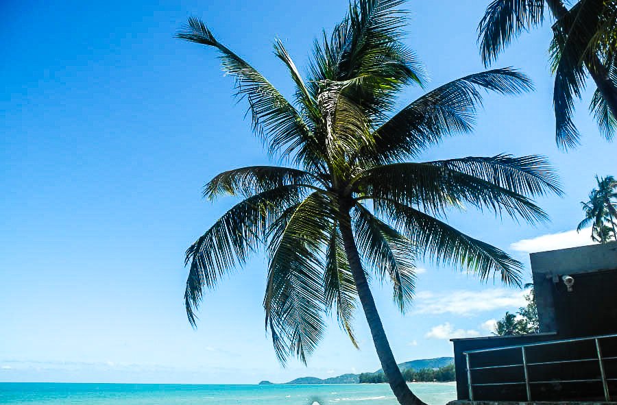 A palm tree on Lipa Noi beach, Samui