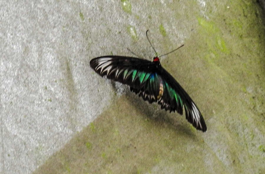 Butterflies of Malaysia