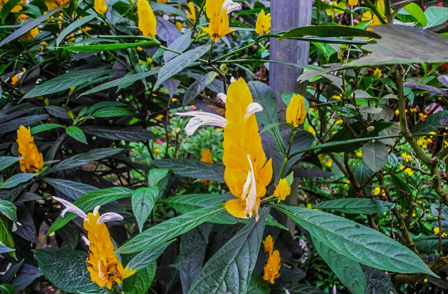 At the butterfly farm, Cameron Highlands