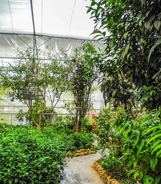 At the butterfly farm, Cameron Highlands