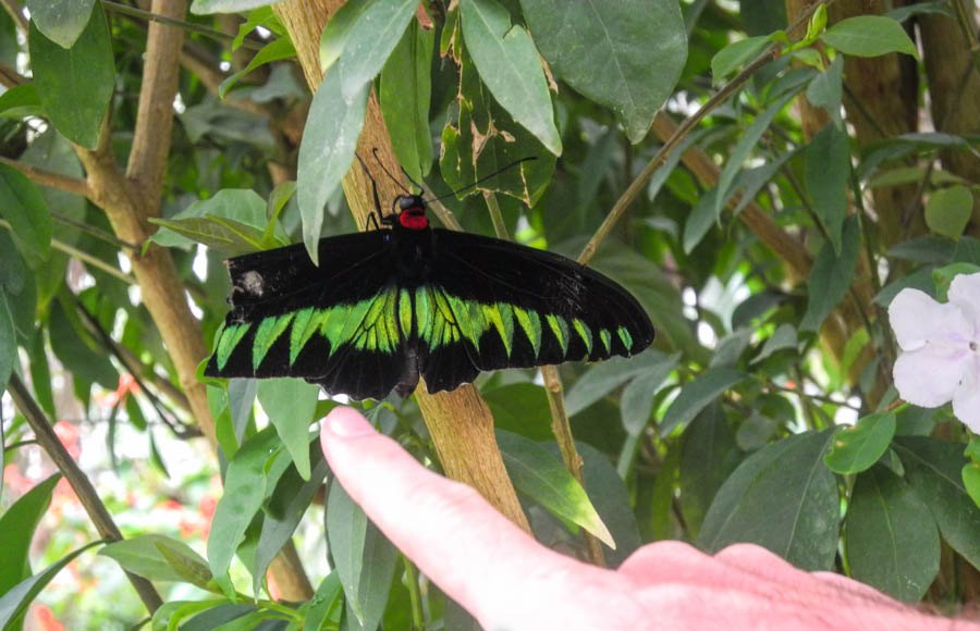 Huge tropical butterflies in the mountains of Malaysia