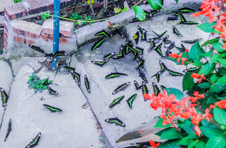 Butterfly farm, Malaysia