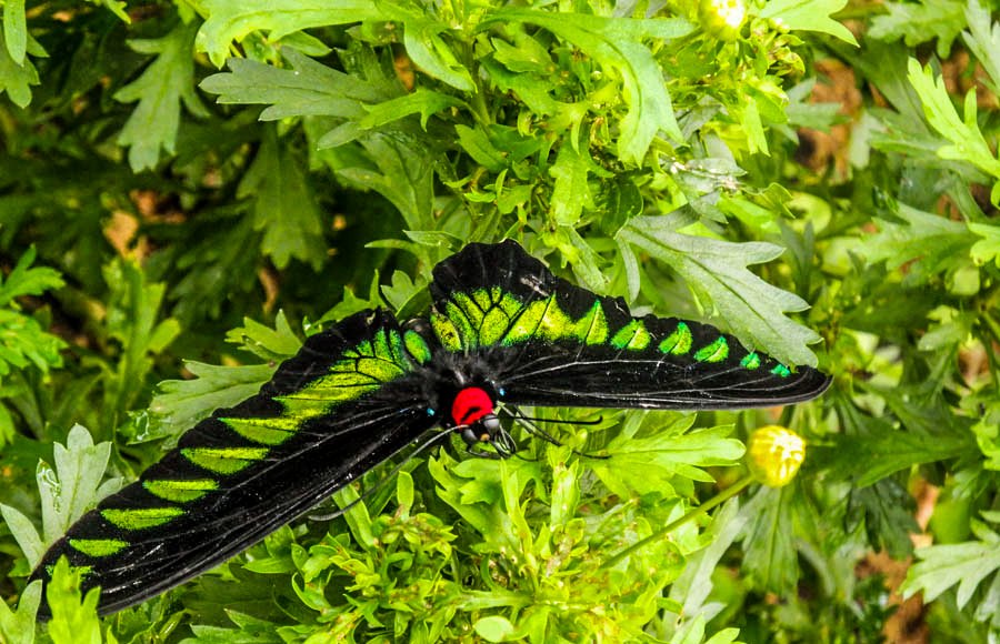 Tropical butterflies of Malaysia