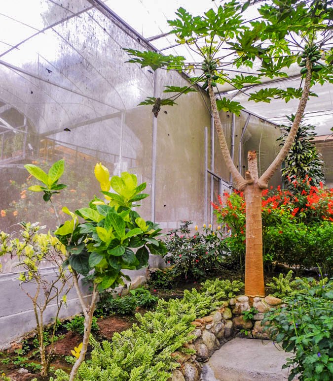 Butterfly farm, Malaysia
