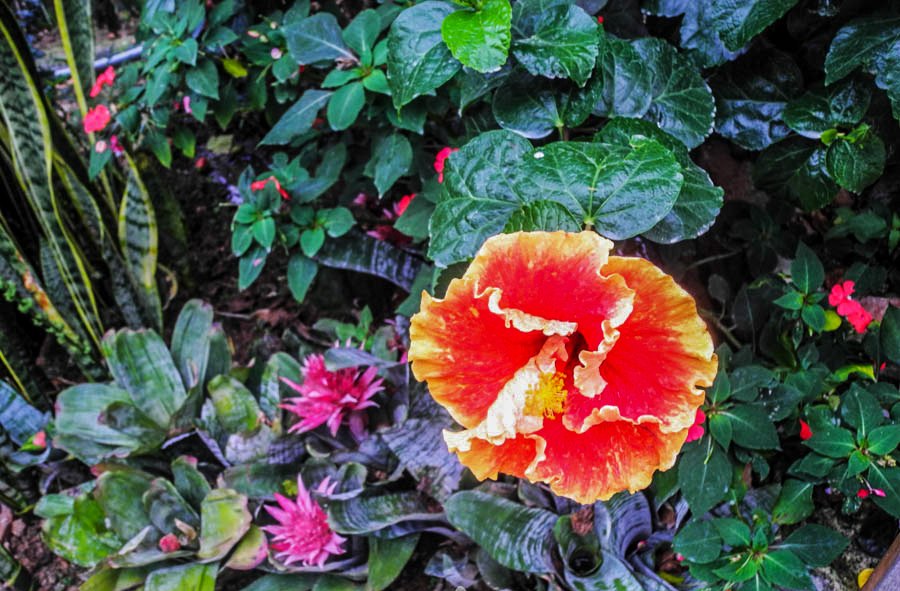 Flowers of Malaysia