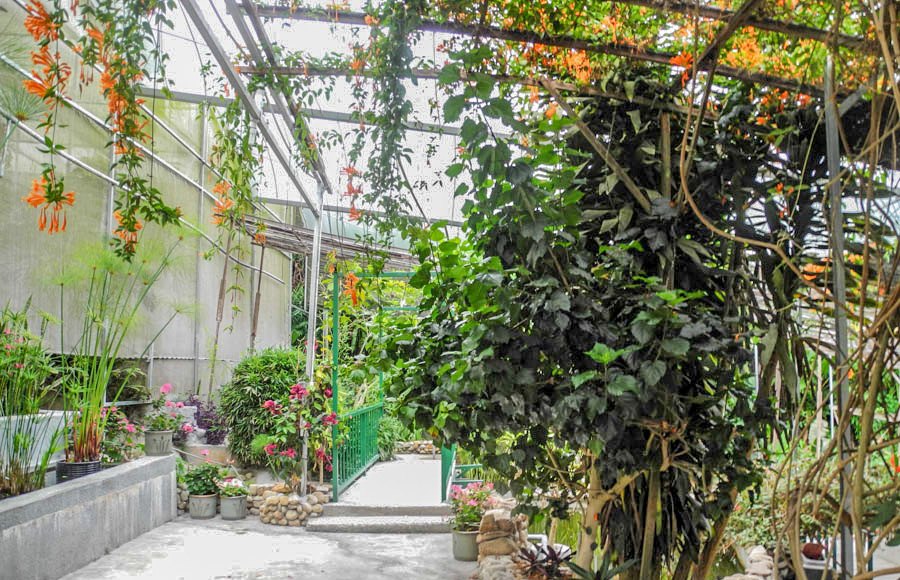 Tropical farm in Tanah Rata, Malaysia