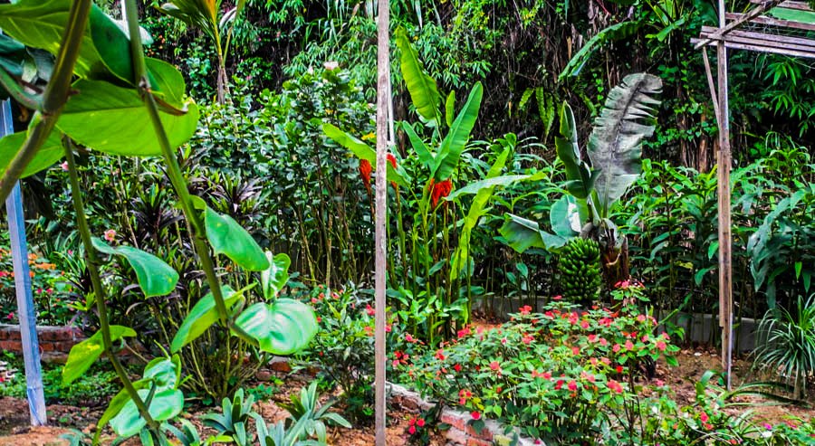 Tropical farm in Tanah Rata, Malaysia
