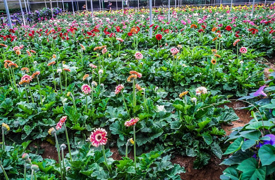 Tropical farm in Tanah Rata, Malaysia