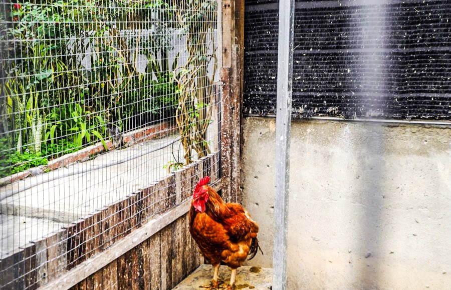 Tropical farm in Tanah Rata, Malaysia