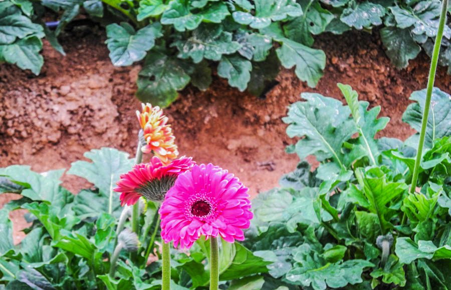 Flowers of Malaysia
