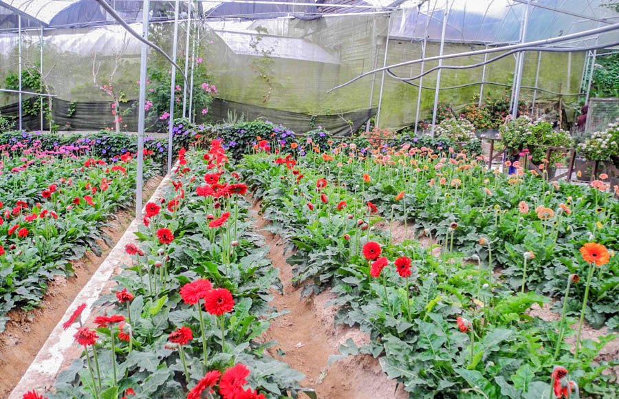 Flowers of Malaysia