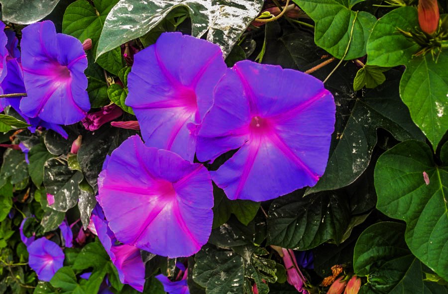 Flowers of Malaysia