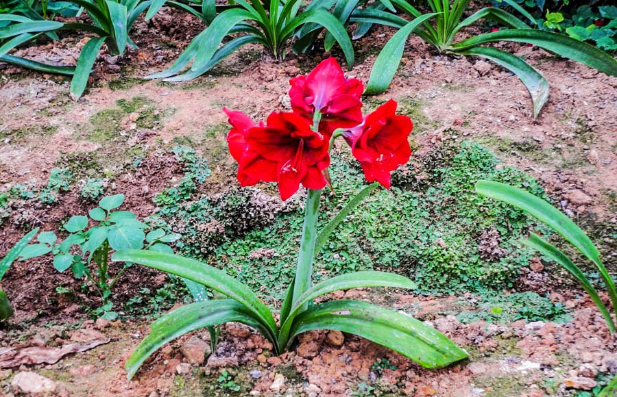 Flowers of Malaysia
