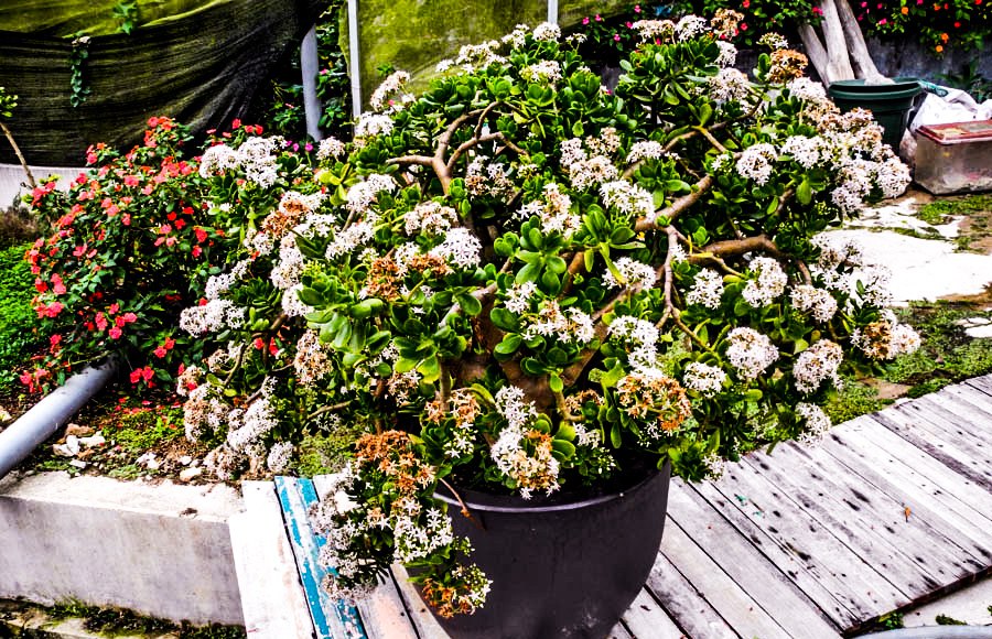 Flowers of Malaysia