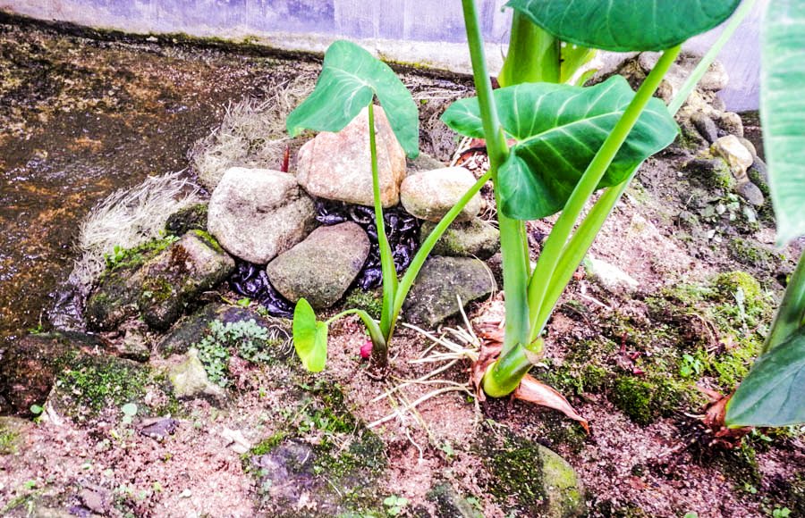 Flowers of Malaysia