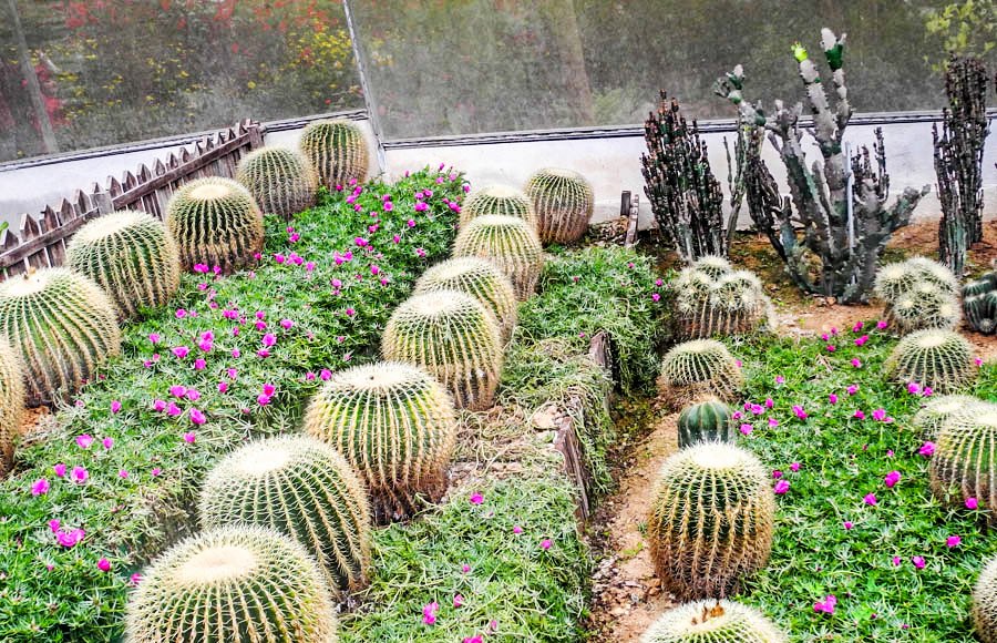 Cacti at the butterfly farm, Cameron Highlands