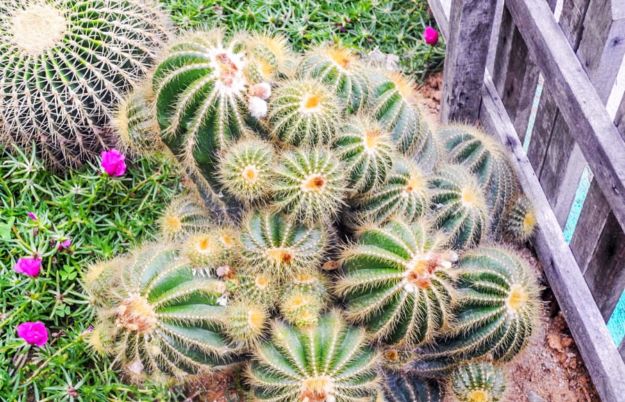 Cacti at the butterfly farm, Cameron Highlands