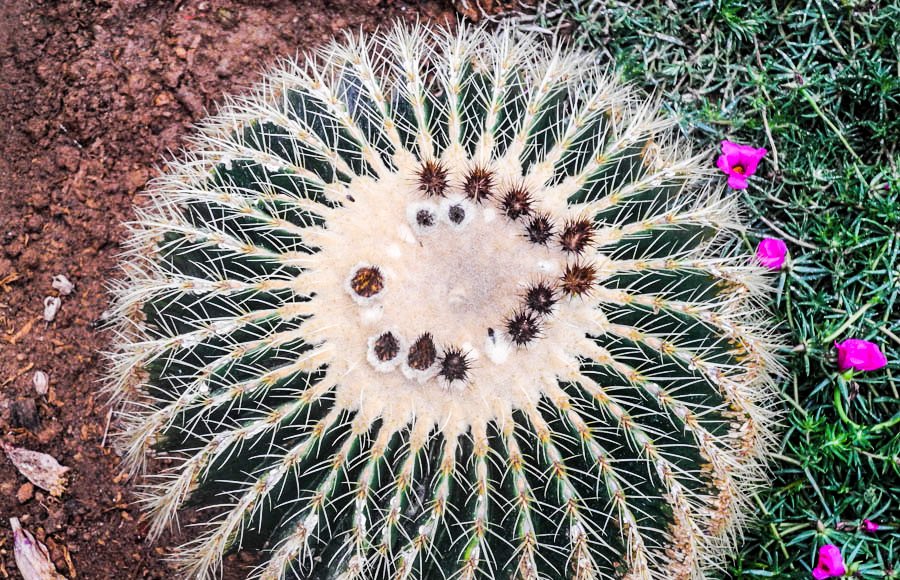 Cacti at the butterfly farm, Cameron Highlands