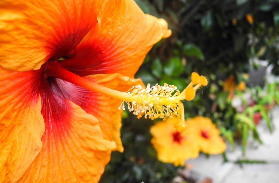 Flowers in Malaysia