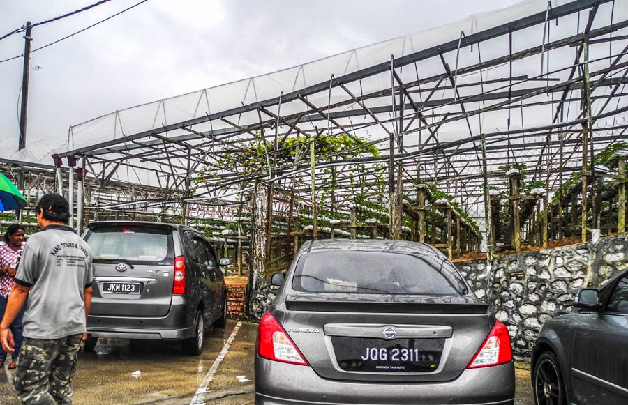 Erdbeerfarm in Tanah Rata