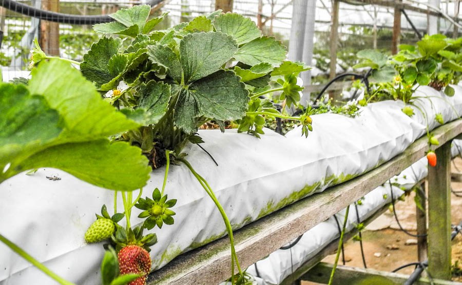 Erdbeerfarm in Tanah Rata