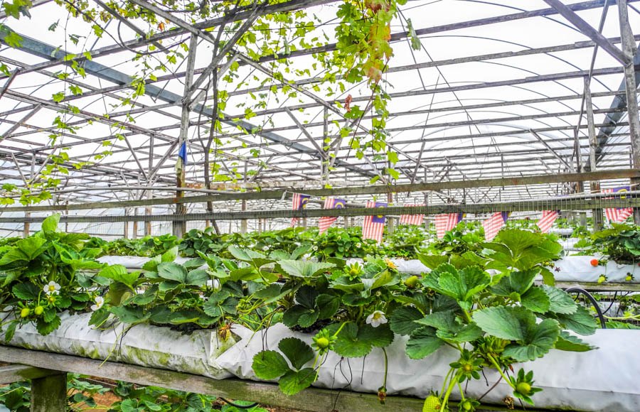 Erdbeerfarm in den Cameron Highlands