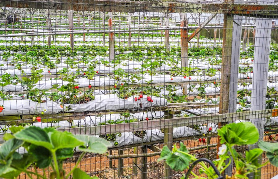 Erdbeerfarm in den Cameron Highlands