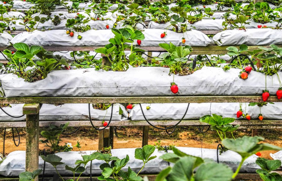Erdbeerplantagen in Malaysia