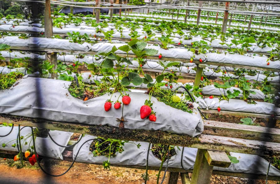 Erdbeerplantagen in Malaysia