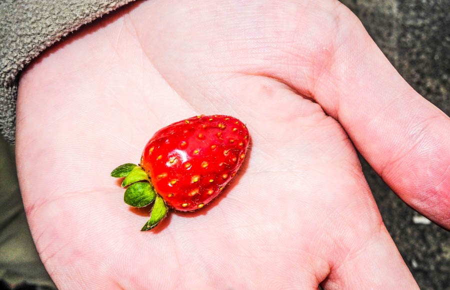 Erdbeeren in Malaysia